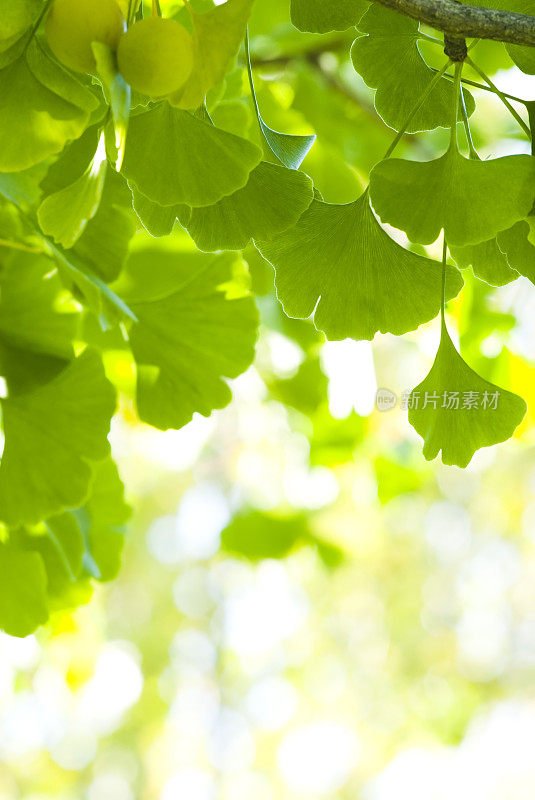 银杏(Ginkgo biloba)叶- II